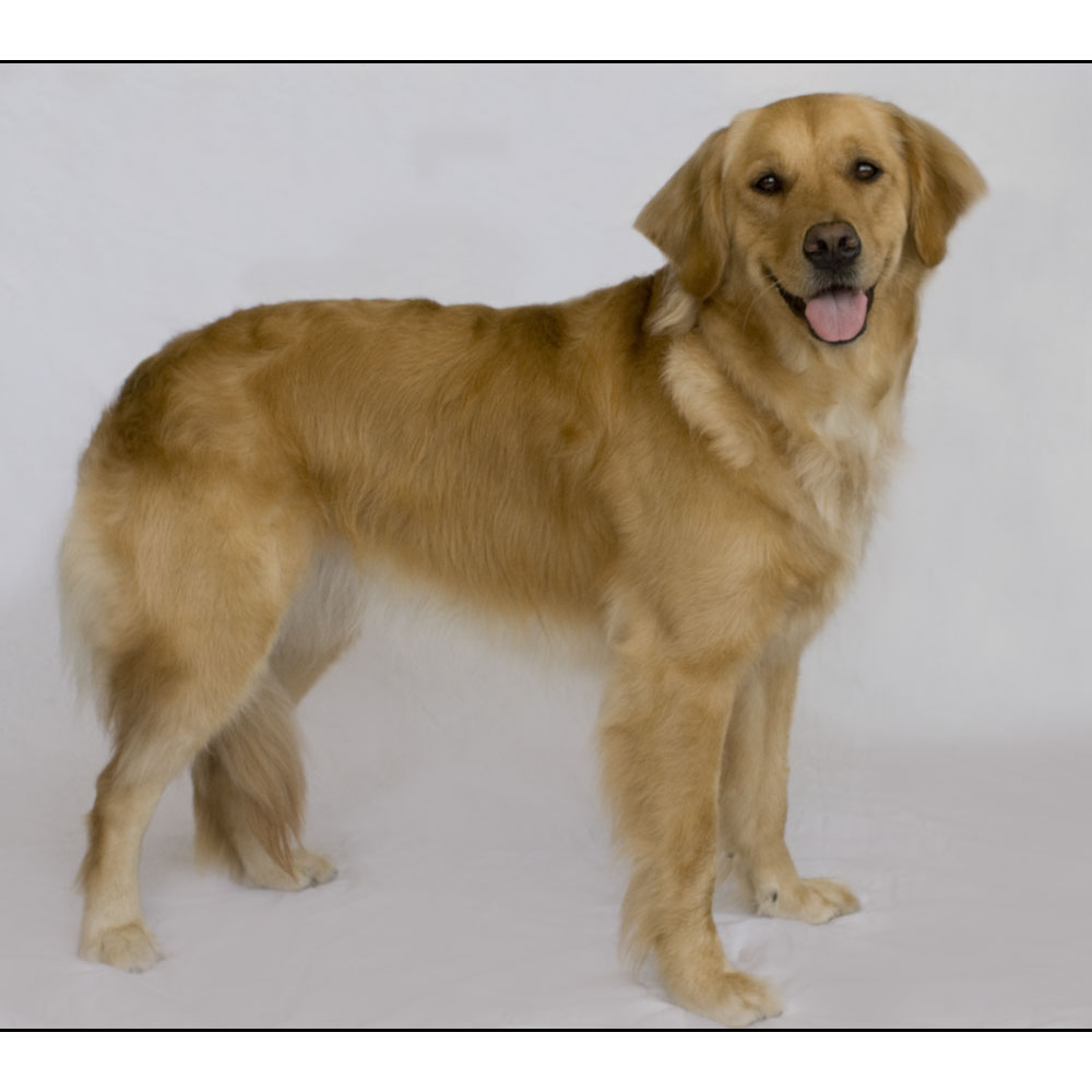 Ace of  Hearts Photo golden retriever Photo NYC